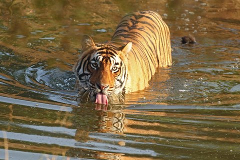 Framed Royal Bengal Tiger in the water, Ranthambhor National Park, India Print