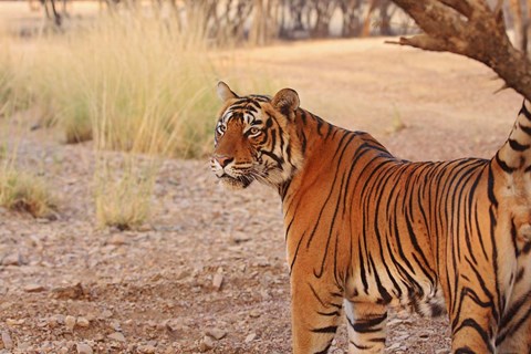 Framed Royal Bengal Tiger, Ranthambhor National Park, India Print