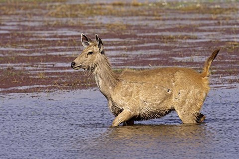 Framed Sambar wildlife, lake, Ranthambhor NP, India Print