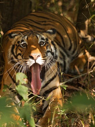 Framed Bengal Tiger, Madhya Pradesh, Bandhavgarh, India Print