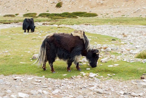 Framed India, Jammu and Kashmir, Ladakh, yaks eating grass on a dry creek bed Print
