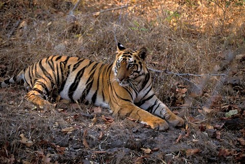 Framed Tiger in Ranthambore National Park, India Print