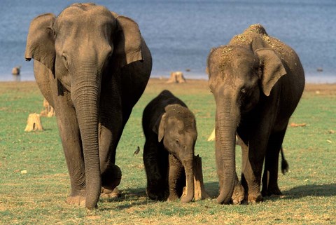 Framed Asian Elephant Family, Nagarhole National Park, India Print