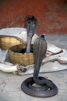 Framed Snake Charming, Oris, India Print