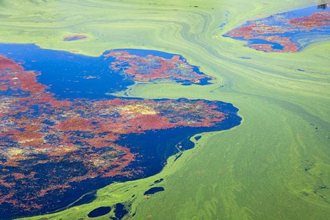Framed Algae on the water, Indhar Lake, Udaipur, Rajasthan, India Print