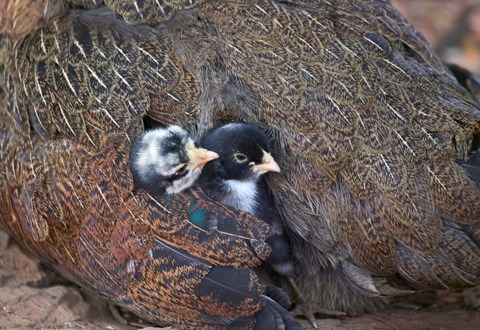 Framed Mother hen guarding two little chicks, Orissa, India Print