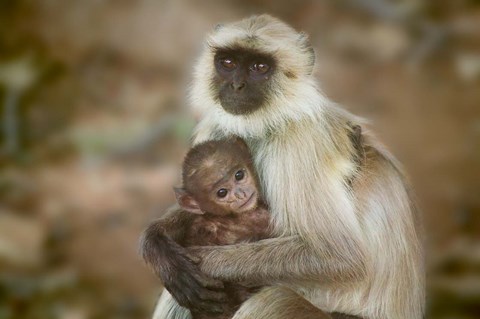 Framed Black-Face Langur Mother and Baby, Ranthambore National Park, Rajasthan, India Print