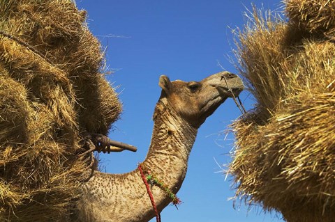 Framed Camel Carrying Straw, Pushkar, Rajasthan, India Print