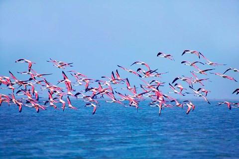 Framed Lesser Flamingo tropical bird, Lake Chilka, Barkul, Orissa Print