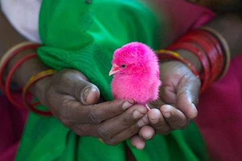 Framed Woman and Chick Painted with Holy Color, Orissa, India Print