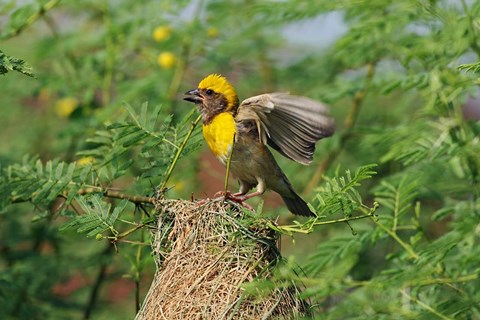 Framed Baya Weaver bird, Keoladeo National Park, India Print