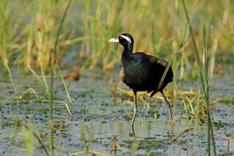Framed Bronze-winged Jacana bird, Keoladeo NP, India Print
