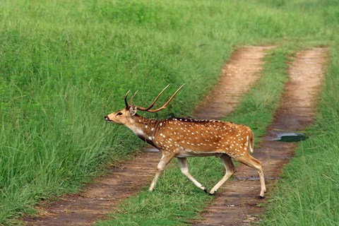 Framed Chital Stag, Corbett National Park, India Print