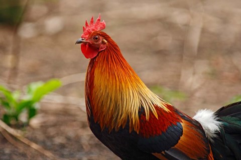 Framed Close up of Red Jungle Fowl, Corbett National Park, India Print