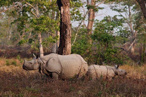 Framed One-horned Rhinoceros and young, Kaziranga National Park, India Print