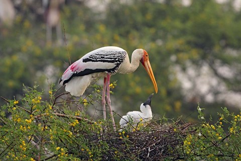 Framed Painted Stork birds, Keoladeo National Park, India Print