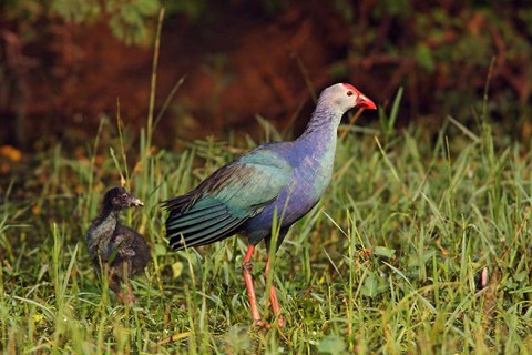 Framed Purple Moorhen and young birds, Keoladeo NP, India Print