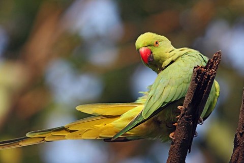 Framed Roseringed Parakeet tropical bird, Keoladeo NP, India Print