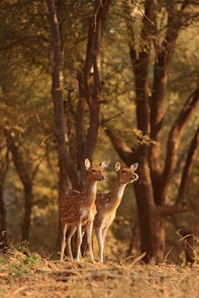 Framed Spotted Deers watching Tiger, Ranthambhor NP, India Print