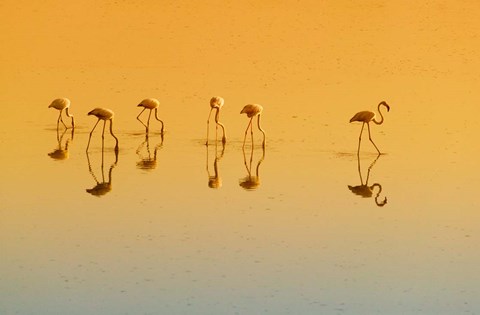 Framed Lesser Flamingos on the Lake, Udaipur, Rajasthan, India Print