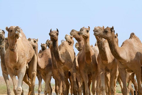 Framed Camels in the desert, Pushkar, Rajasthan, India Print