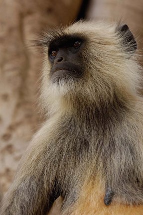 Framed Hanuman Langur primate, Ranthambhore NP, Rajasthan INDIA Print