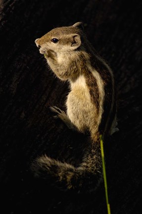 Framed Northern Palm Squirrel, Bharatpur NP, Rajasthan. INDIA Print