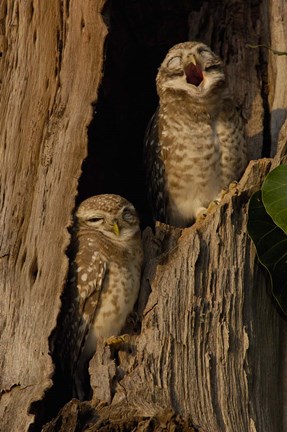 Framed Pair of Spotted Owls, Bharatpur NP, Rajasthan. INDIA Print