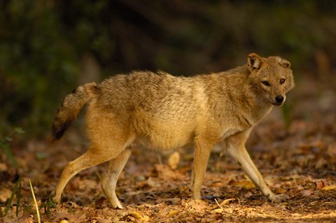 Framed Golden Jackal wildlife, Bharatpur NP, Rajasthan. INDIA Print