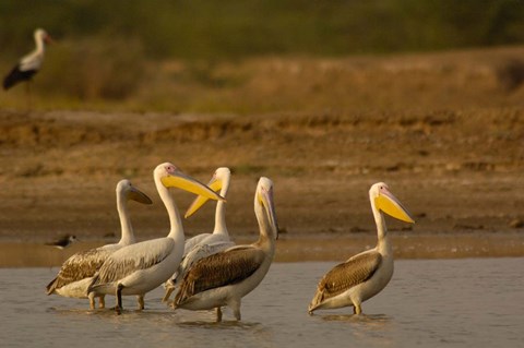 Framed Great White Pelican bird, Velavadar, Gujarat, SW INDIA Print