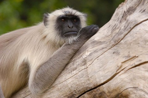 Framed Hanuman Langur monkey, Mandore, Rajasthan. INDIA Print