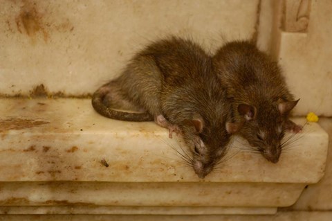 Framed Karni Mata Temple, Deshnoke Rajasthan, INDIA Print