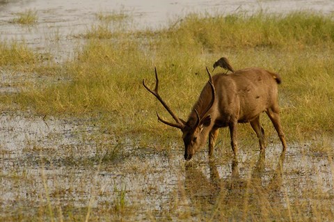 Framed Sambar Deer, Ranthambhore NP, Rajasthan, India Print