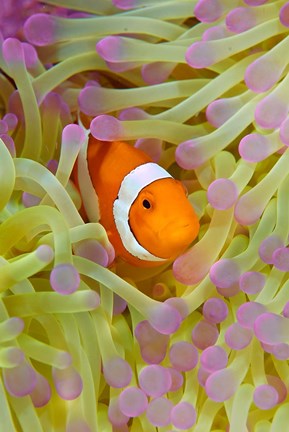 Framed Anemonefish in protective anemone, Raja Ampat, Papua, Indonesia Print