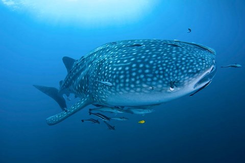 Framed Bay Whale shark and remoras Print