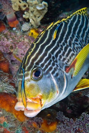 Framed Cleaner fish with sweetlip fish, Raja Ampat, Papua, Indonesia Print