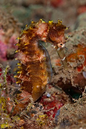 Framed Close-up of adult spiny seahorse Print