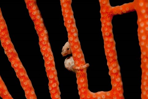 Framed Close-up of world&#39;s smallest seahorse, Raja Ampat, Papua, Indonesia Print