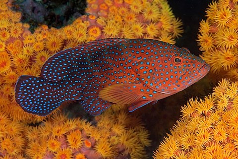 Framed Coral trout fish and coral, Raja Ampat, Papua, Indonesia Print