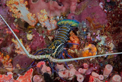 Framed Lobster and coral, Raja Ampat, Papua, Indonesia Print