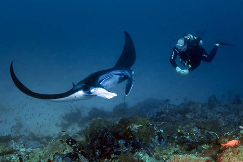 Framed Manta ray swims past scuba diver, Komodo NP, Indonesia Print