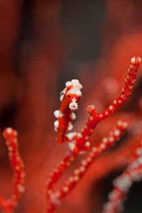 Framed Seahorse turns color of coral, Raja Ampat, Papua, Indonesia Print