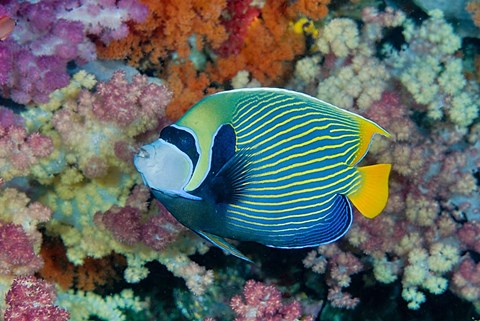 Framed Underwater scene of angelfish and coral, Raja Ampat, Papua, Indonesia Print