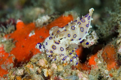 Framed Close-up of deadly blue-ringed octopus Print