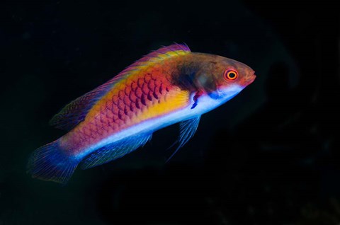 Framed Bay Close-up of colorful wrasse fish Print