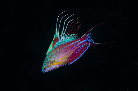 Framed Close-up of colorful wrasse fish Print