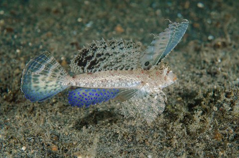 Framed Close-up of dragonet fish Print