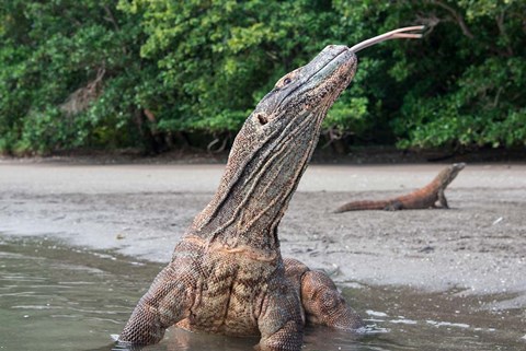 Framed Komodo dragon in water, Komodo National Park, Rinca Island, Indonesia Print