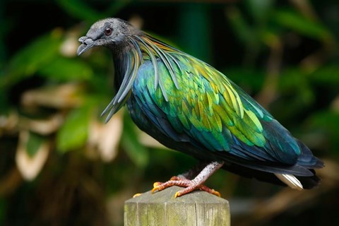 Framed Nicobar Pigeon bird, Indonesia Print