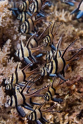 Framed Banggai cardinal fish Print